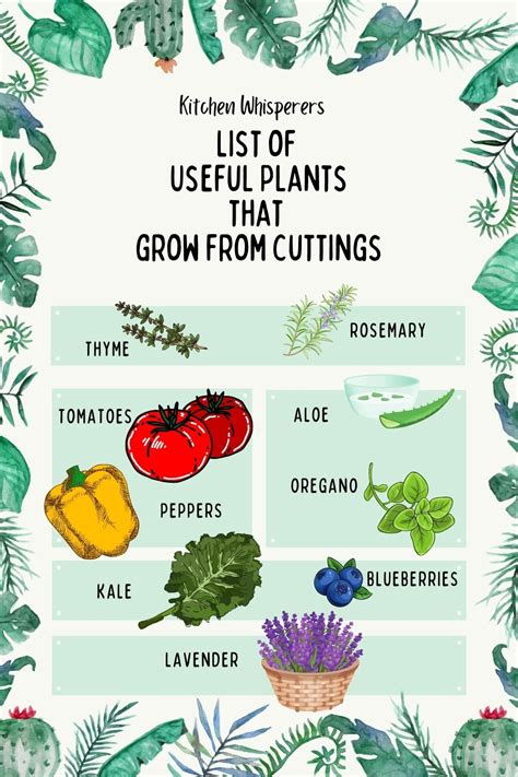 How To Grow Plants From Cuttings Kitchen Whisperers