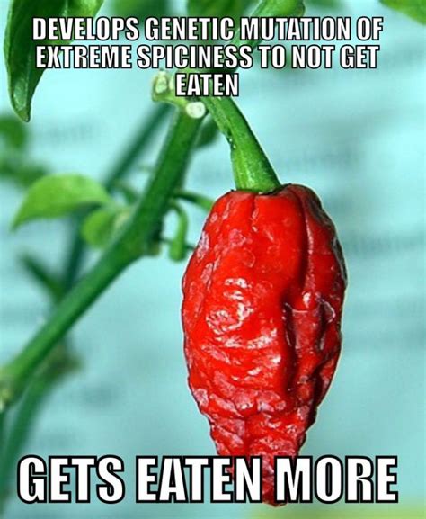 Keeping It Spicy Bizarre Pictures Funny Pictures Hot Pepper Recipes