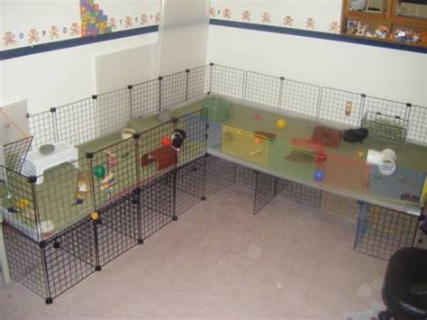 Creative Guinea Pig Cages And C Cage Guinea Pig New