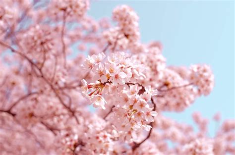 Árbol De Sakura Cerezo Japonés