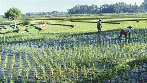 Strengthening Farmer Resilience In Cambodias Rice Paddies Global