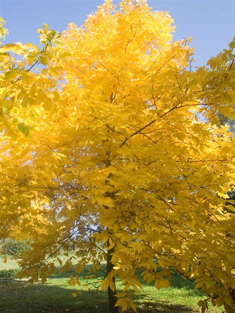Maybe you would like to learn more about one of these? Hickory Tree Identification