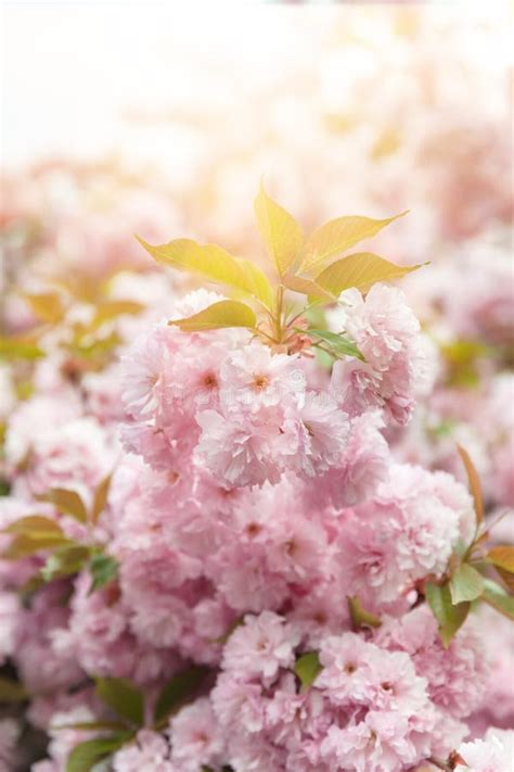 Sakura Cherry Blossom Branch Stock Photo Image Of Delicate Oriental