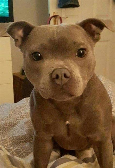 For Me This Is The Cutest Pitbull Baby And For U Pitbulls