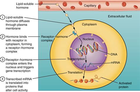 Types Of Cell Receptors Internal Receptors Gpcrs Rtks Ion Channels