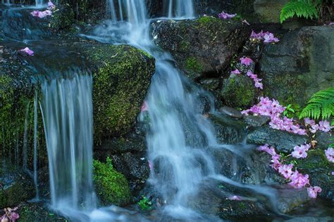 Waterfalls With Falling Pink Flowers Crystal Springs Hd Wallpaper
