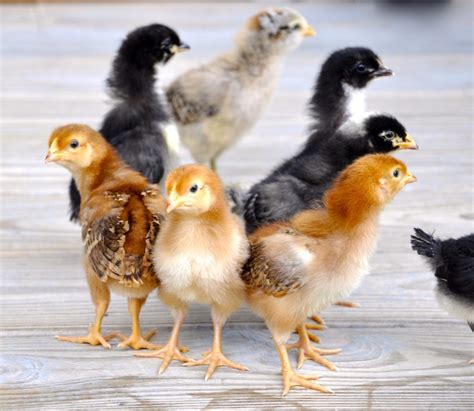 raising chickens 101