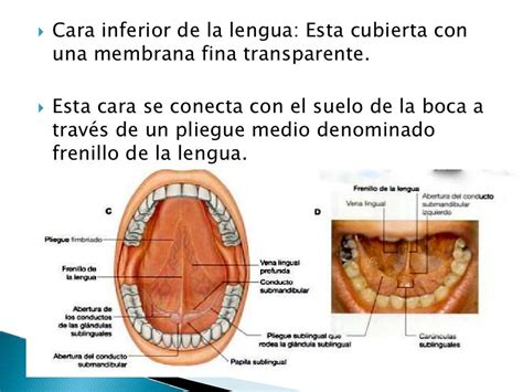 Anatomía Lengua