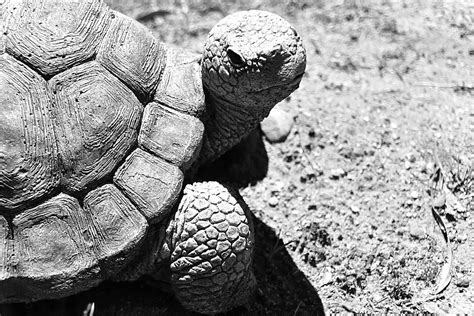 Fond Statue De Tortue En Chelle De Gris Nourrie Dune Fausse Statue