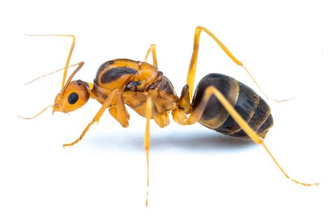 Yellow Crazy Ants Care Guide And Ecology — The Wild Martin