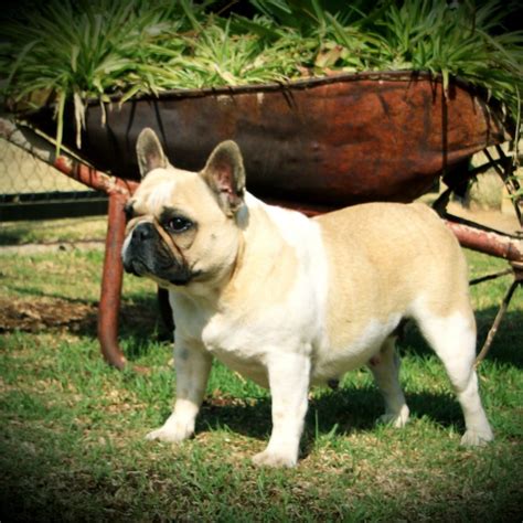 You can be sure that you are purchasing a french bulldog that conforms to the breed standards established by the french bulldog club of america and supported by the american kennel club (akc.) Dogs Page - Esmari Kennels French Bulldogs