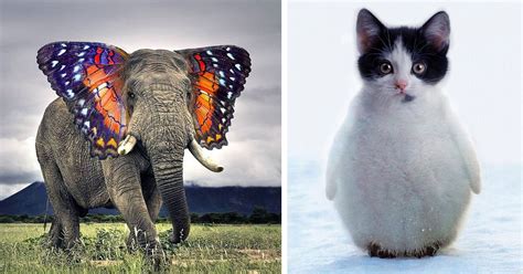 49 Strange Animal Hybrids Bred In Photoshop Weird Animals Animal