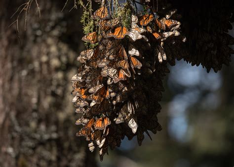Number Of Monarch Butterflies Wintering In Mexico Down By More Than Half