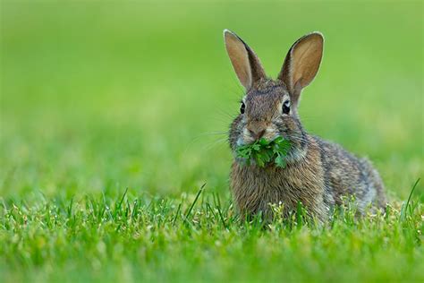 Wild Rabbit Standing