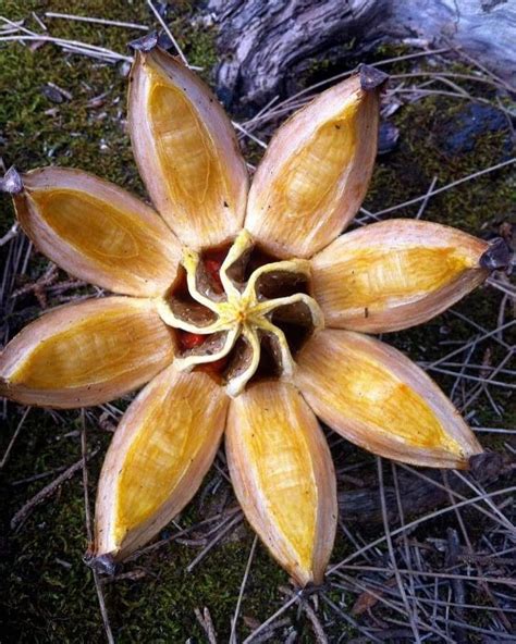 The Great Symmetry And Beauty Of An Hawaiian Seed Pod Seed Pods