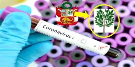Covid Rbol De La Quina Podr A Usarse Para Curar Coronavirus
