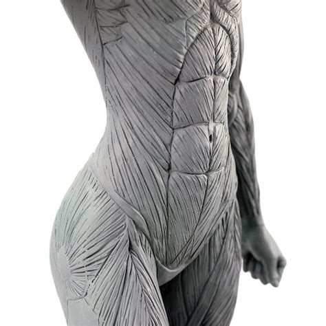 Artist S Anatomy Female Anatomical Model Artist By Artistsanatomy