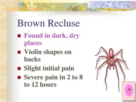 Ppt Animal And Insect Bites And Stings Powerpoint Presentation Free