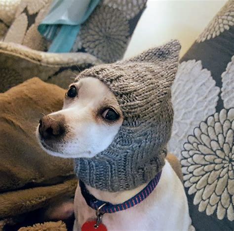 Pointy Dog Hat Pattern By Jenya Rose Dog Hat Dog Sweaters Dog Clothes