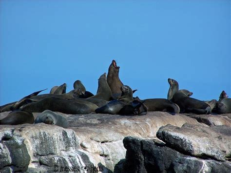 Seal Island Cape Town South Africa Africa South Africa Photo Art