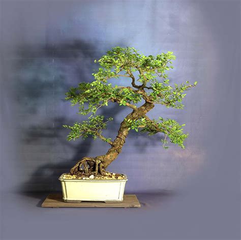 Pet Safe Bonsai Tree