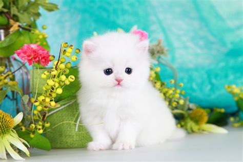 Search by zip code to meet available cats in your area. White Persian Kittens For Sale | White fluffy kittens ...