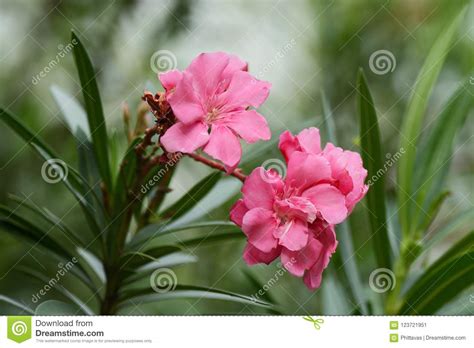 Pink Flowers Name Is Oleander Nerium Oleander L Blooming Over Stock