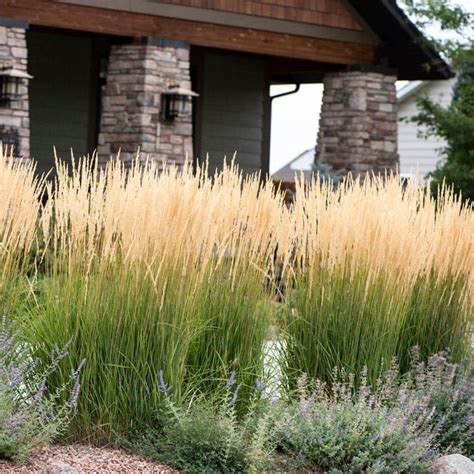 Karl Foerster Feather Reed Grass Ornamental Grasses Feather Reed