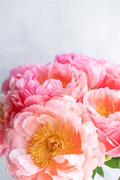 Coral Peonies Flowers In A Vase On A White Windowsill Morning Light In The Room Beautiful