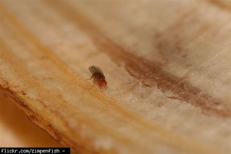 How to prevent get rid of grain weevils kitchn do you have grain beetles hiding in your pantry kitchn kitchen pests unh extension small insects in kitchen, kitchen cupboard bugs Little flying bugs (bathrooms, kitchens, cabinet, shower ...
