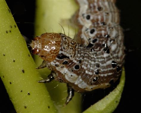 The mode of action is the way that the insecticide kills or repels the target pest. Pest resistance to biotech crops surging