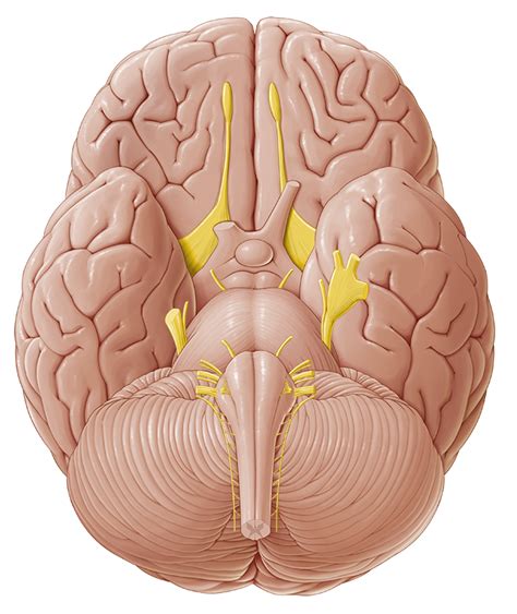 Cranial Nerves Anatomy Study Guide Kenhub