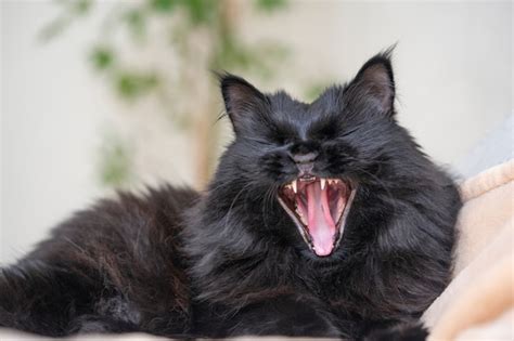 Premium Photo A Black Fluffy Cat With Yellow Eyes Lies And Yawns At Home