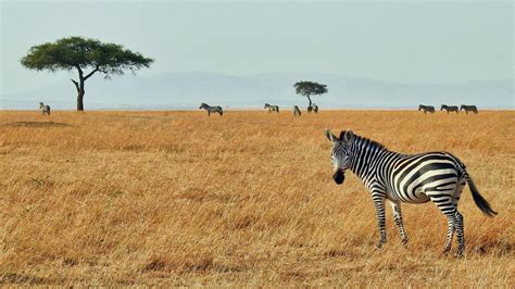 Zebras Are Standing In Dry Grass Field In Blue Sky Background Hd Zebra
