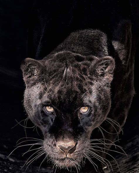 Majestic Black Jaguar In The Big Cat Sanctuary