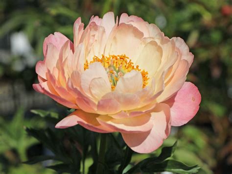 174 44 taube heiliger geist. Frühblühende Pfingstrose 'Coral Sunset' - Paeonia x ...