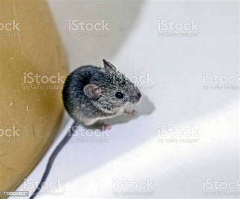 Gray House Mouse With Latin Name Mus Musculus Stock Photo Download