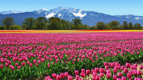 Field Tulips Pink Flowers From The Netherlands Wallpaper