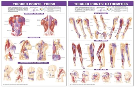 Related posts of back muscles chart canine muscle anatomy. Trigger Point Therapy - The Tranquil Table