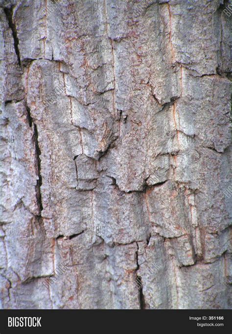 Green Ash Tree Bark Image And Photo Free Trial Bigstock