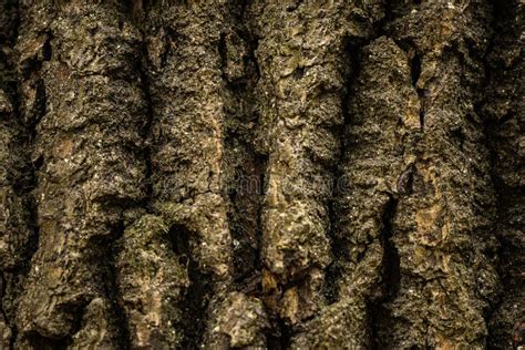 Tree Bark Rough Texture Close Up Stock Image Image Of Background