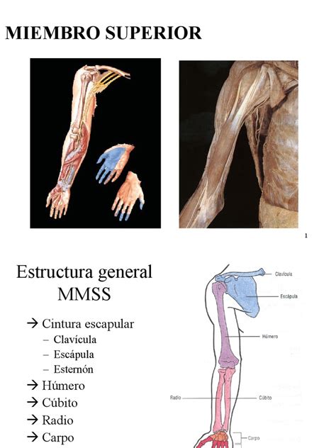 Miembro Superior I Mano Sistema Musculoesquelético