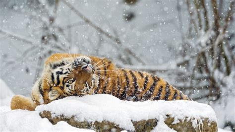 Wallpaper Tiger Cute Animals Snow Winter 4k Animals