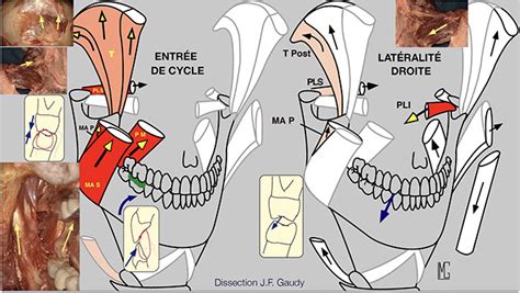 Mastication R Le Des Muscles Occlusal Function