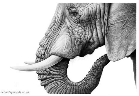 Elephant Pencil Drawing At Explore Collection Of