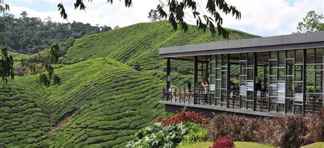 Just some of these include unusual attractions such as rose and lavender gardens, and one of the big draws here is the chance to go strawberry picking. Malaysia Road Trip Guide: Cameron Highlands - DirectAsia ...