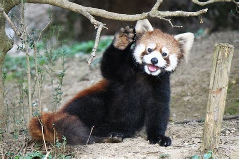 Пин от пользователя Jenna Bergey на доске Red Pandas Красные панды
