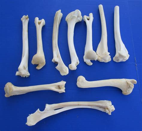 10 Piece Bulk Lot Of Real Whitetail Deer Leg Bones For