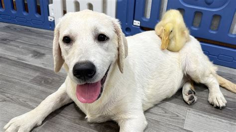 Labrador Retriever Puppy Reacts To Duckling Youtube