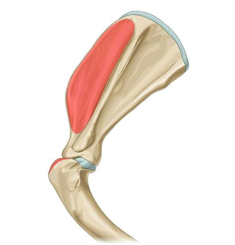 Supraspinatus Muscle Muscle Attachments Vet Anatomy Imaios